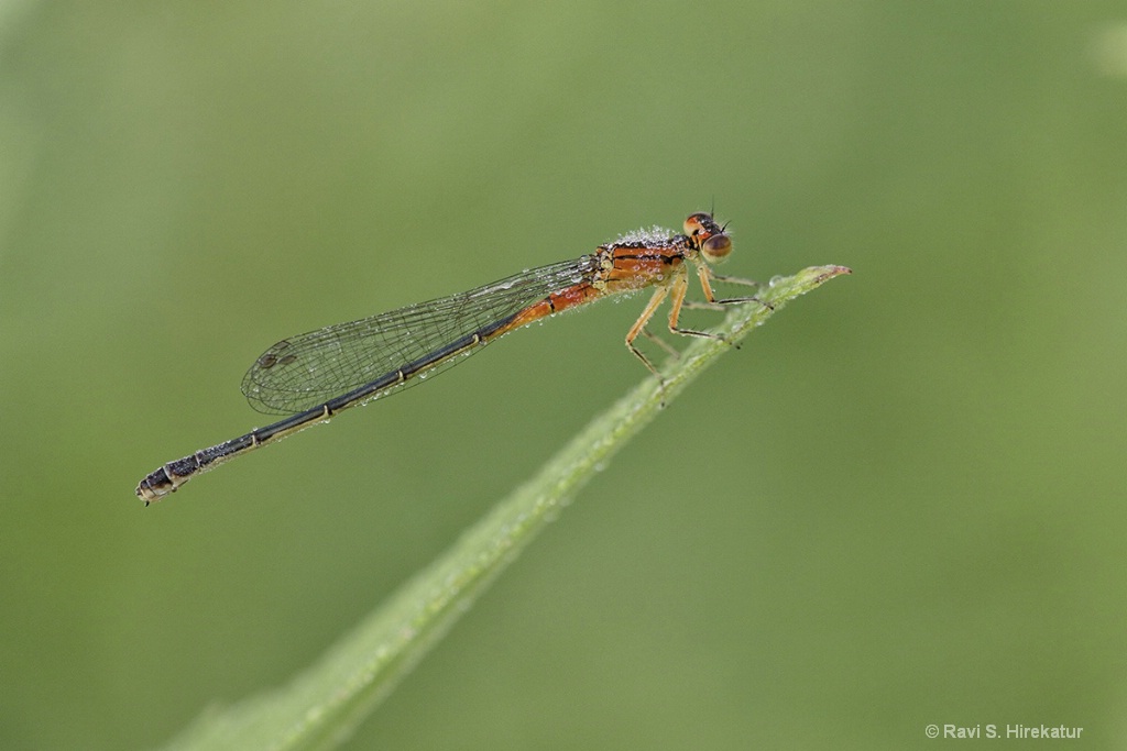 Red Bluet Damselfly