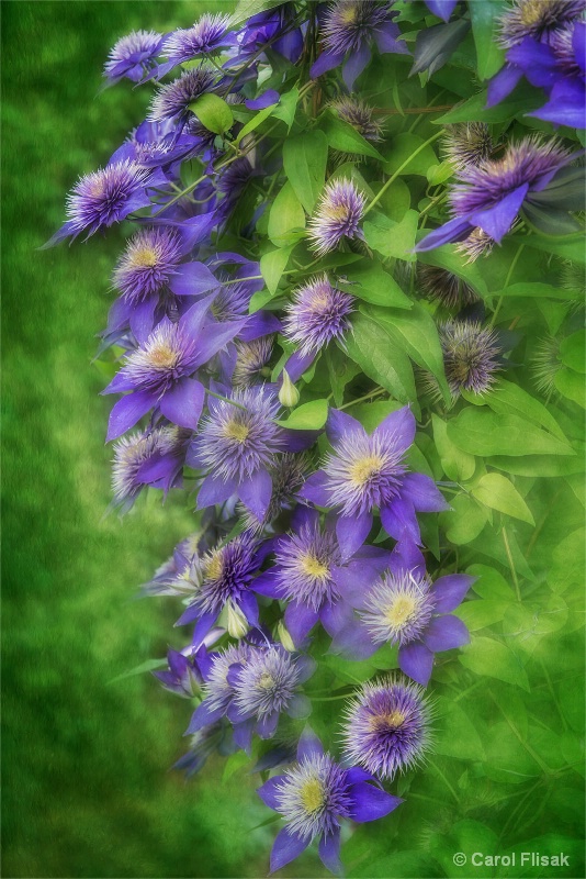 Cascade of Clematis