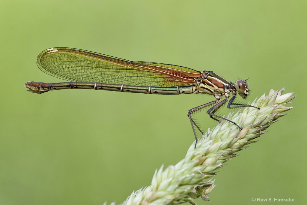 Ruby spot Damselfly