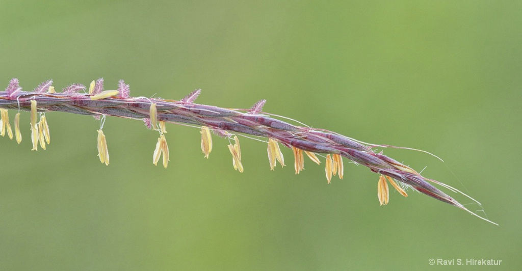 Indiangrass flowers