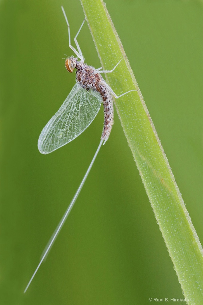 Mayfly covered in dew