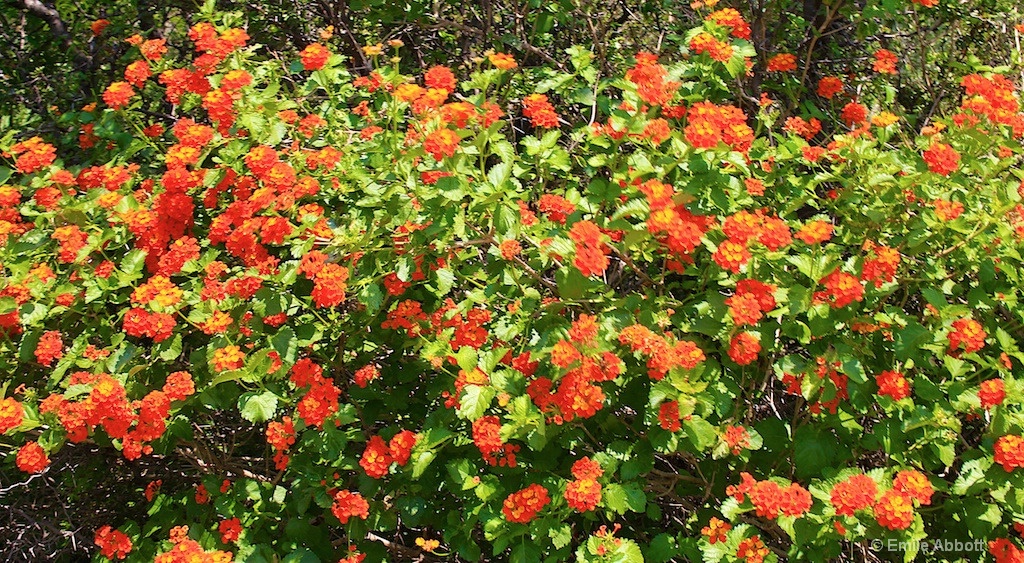 Texas Lantana 