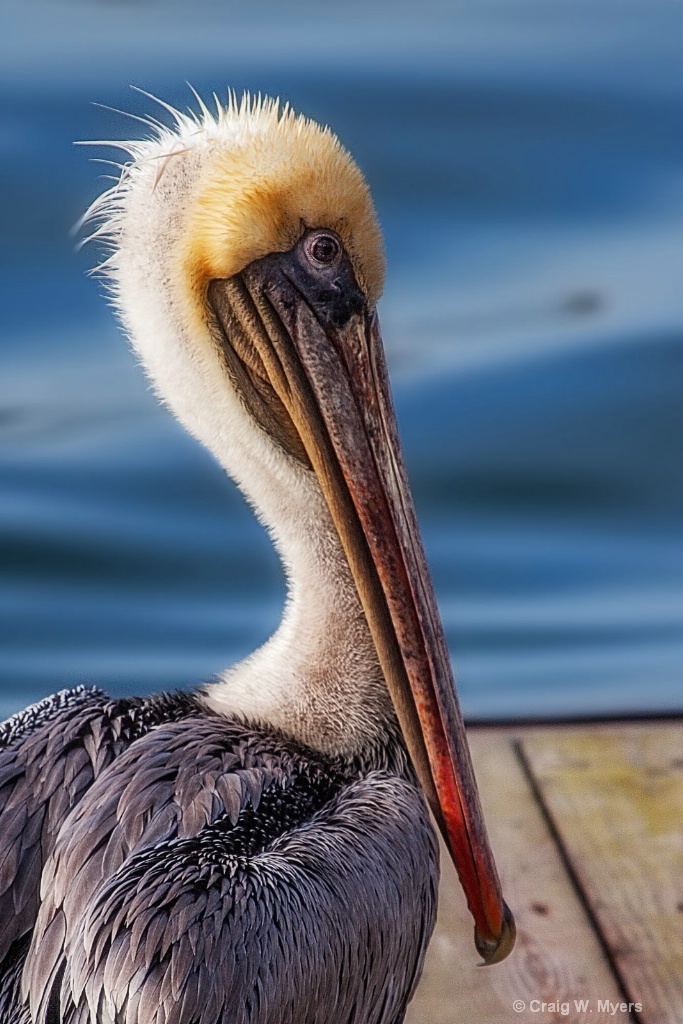 Brown Pelican in Profile