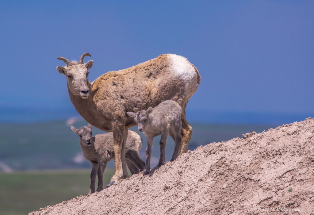 Bighorn Sheep Mother & young