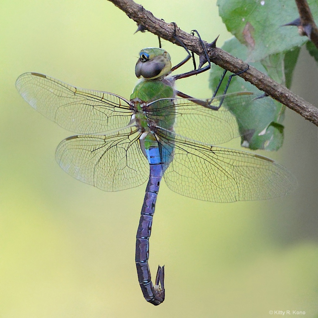 Green Darner Dragon Fly with Curved Tail