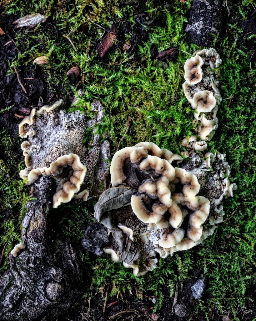 Fungi & Moss