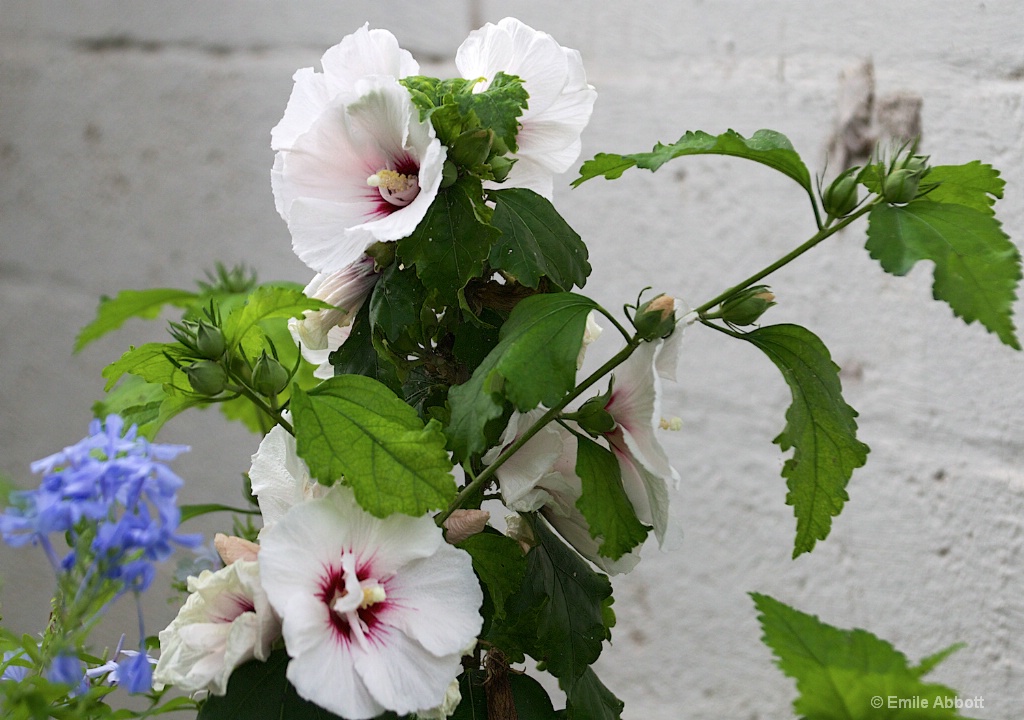 White Hibiscus and touch of blue