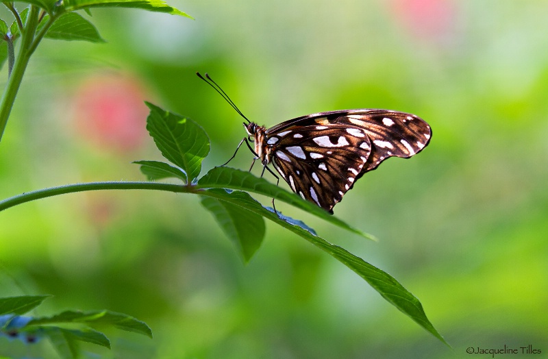Juno Butterfly Resting