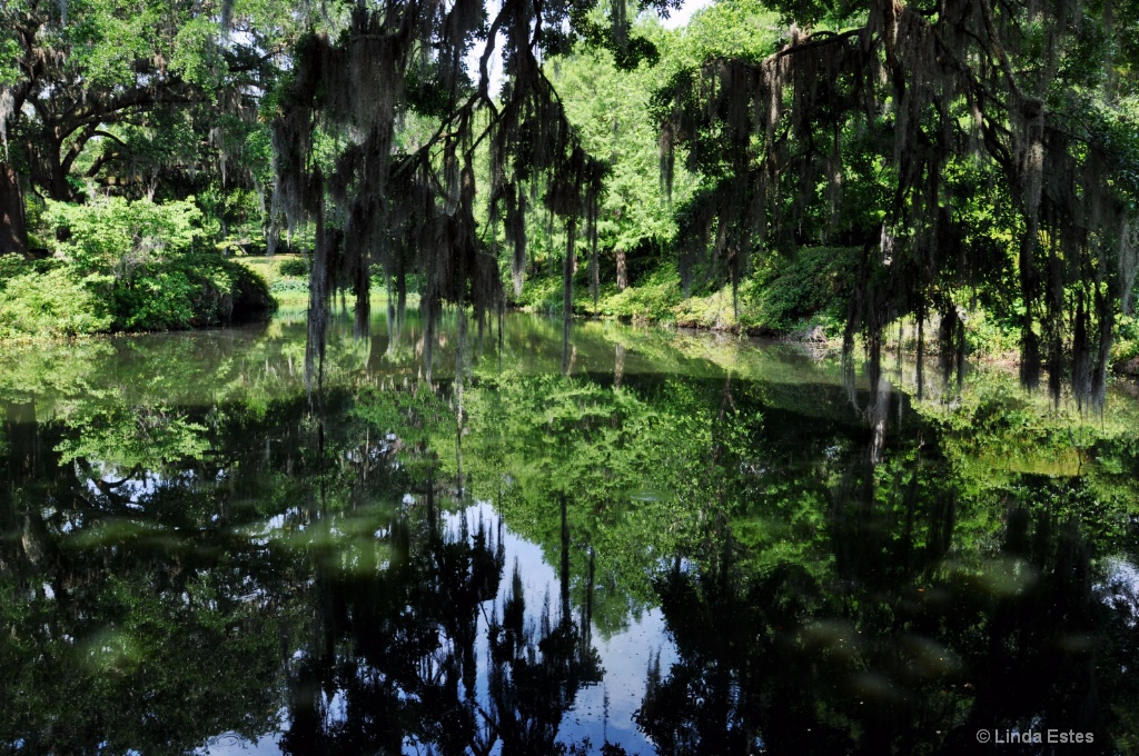 Swampy Splendor