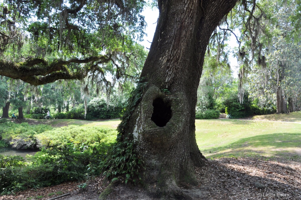 Knotty Oak Tree