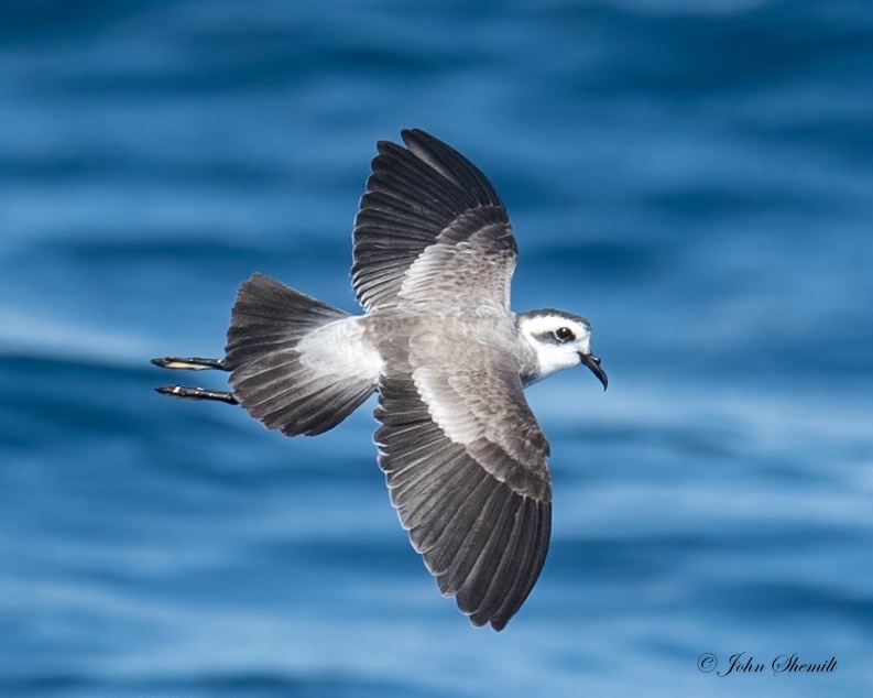 White-faced Storm-petrel - August 18th, 2016
