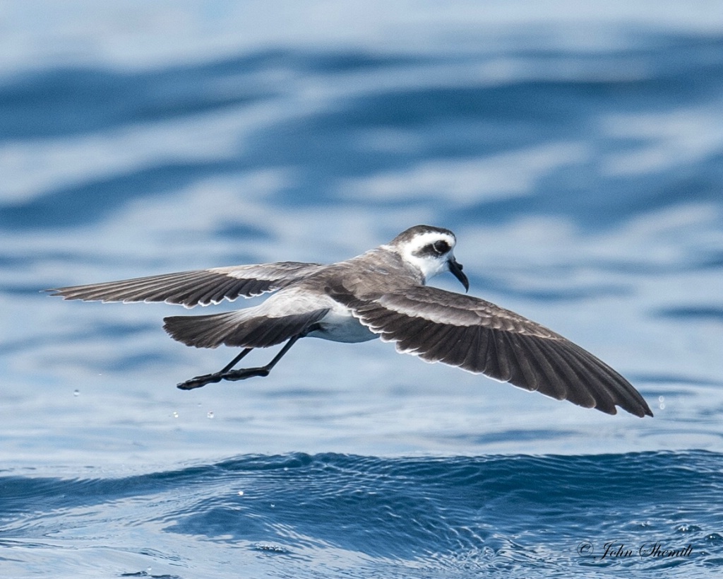 White-faced Storm-petrel - August 18th, 2016