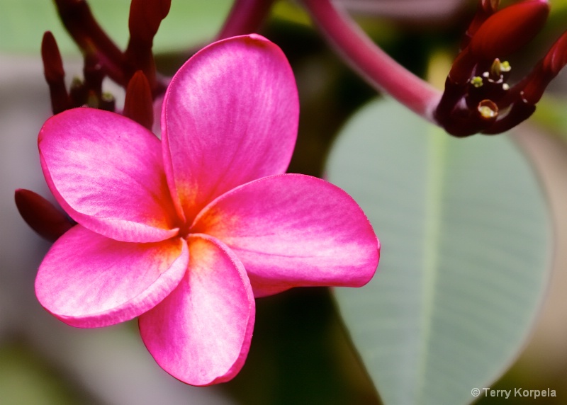 St. Lucia Botanical Garden