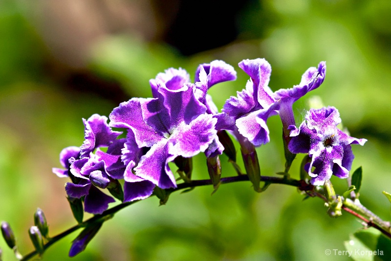 Tortola Botanical Garden