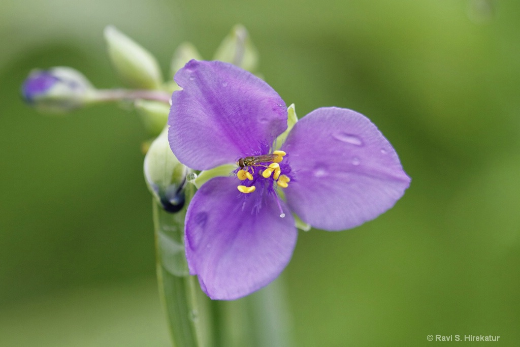 Hoverfly on Spiderwort