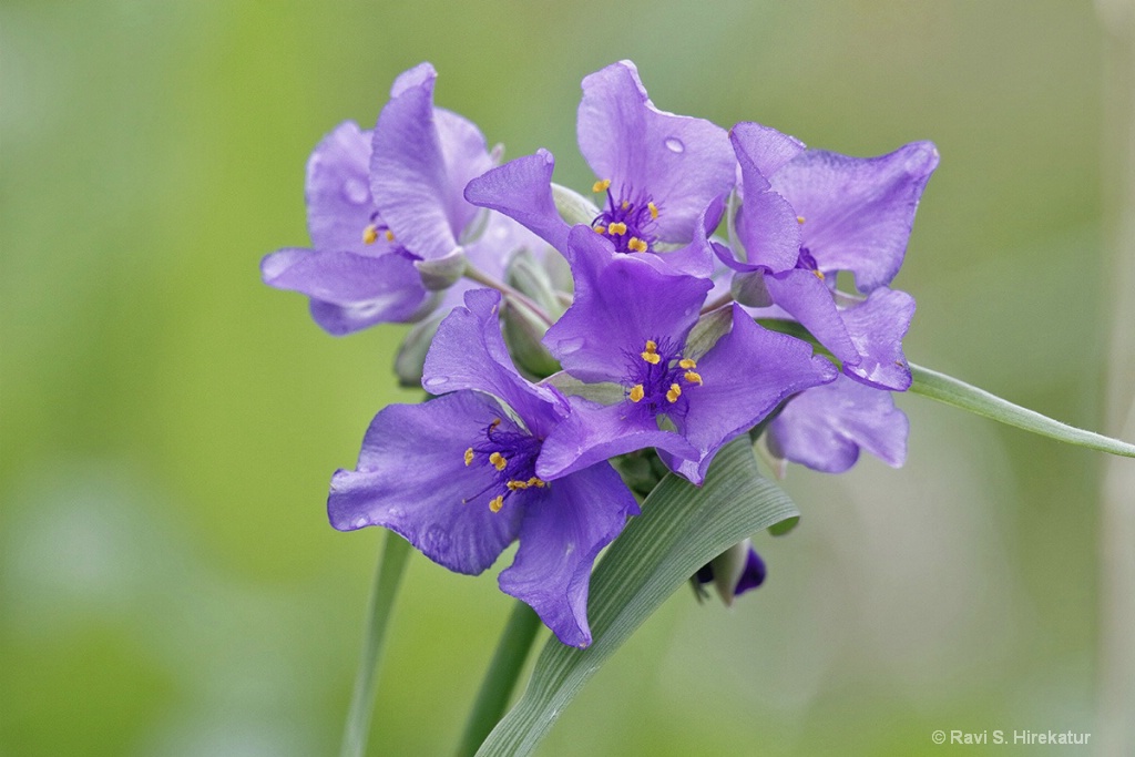 Spiderwort