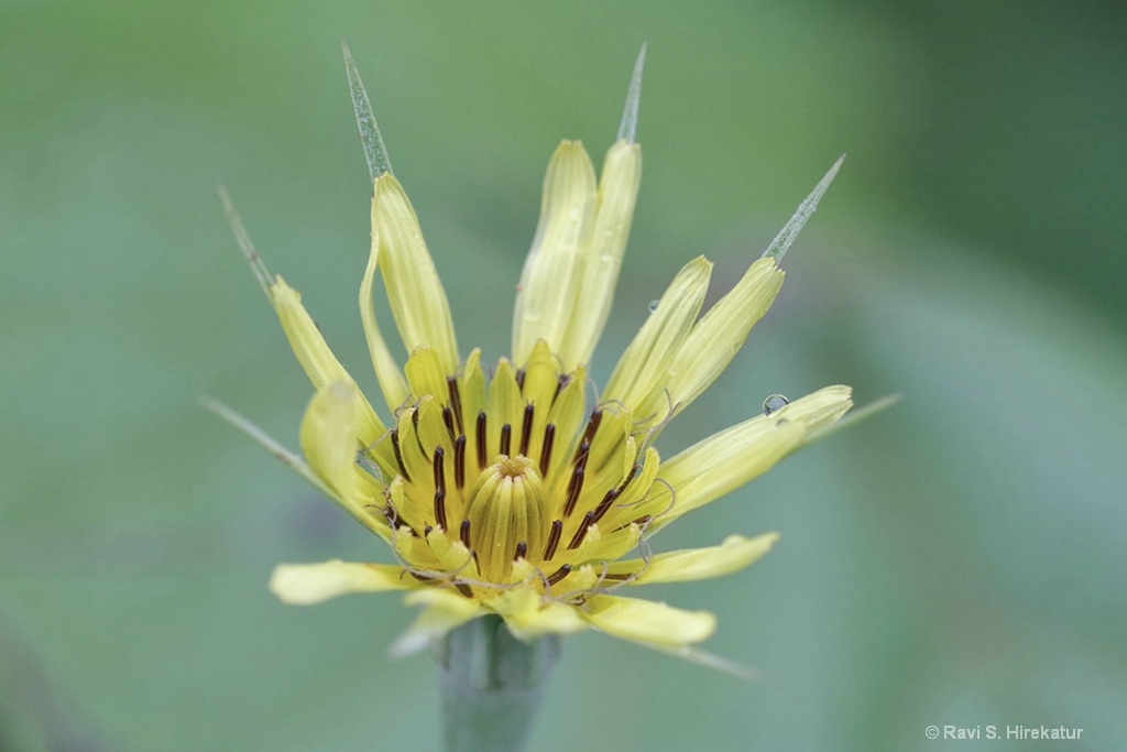 Yellow Goats Beard Flower