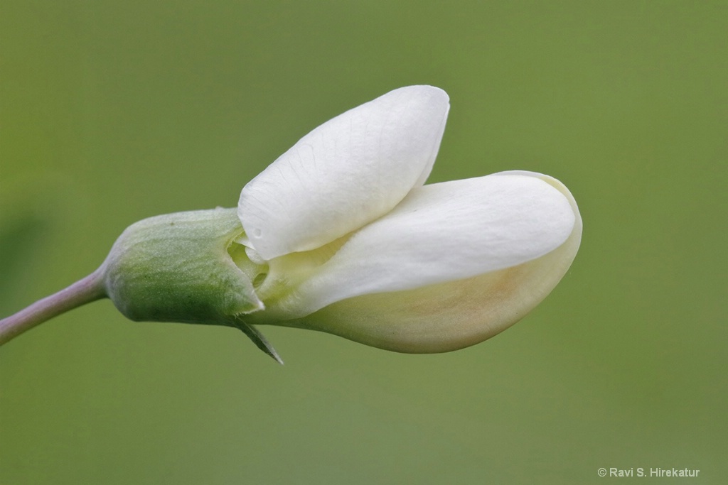 False Prairie Indigo flower