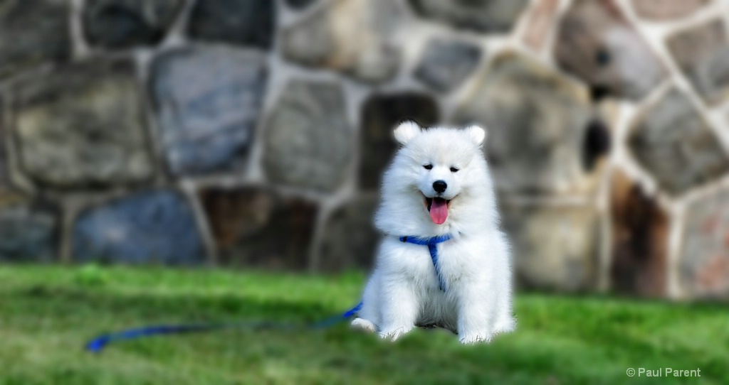 Dexter the Samoyed Dog