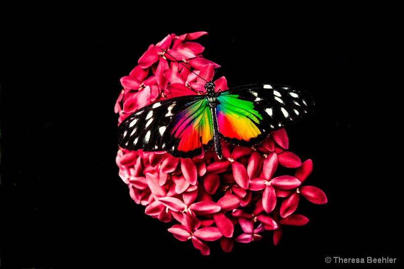 Pink Hydranga with colorful butterfly