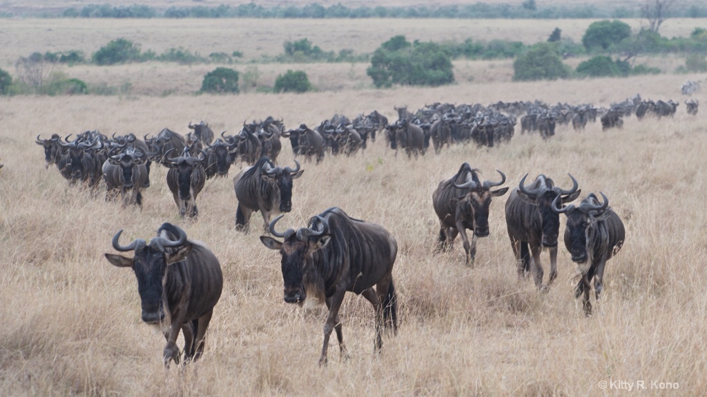 The Wildebeests