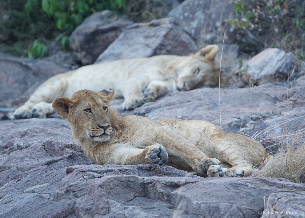 Sleepy Lions