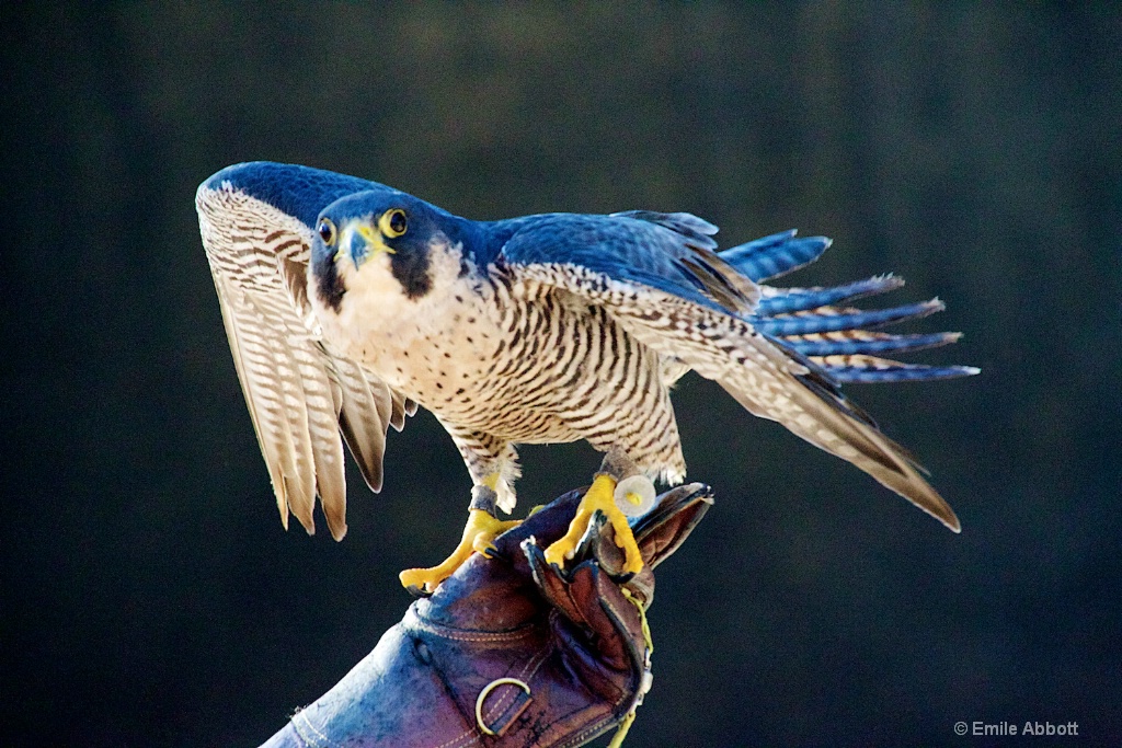 PEREGRINE  FALCON 2