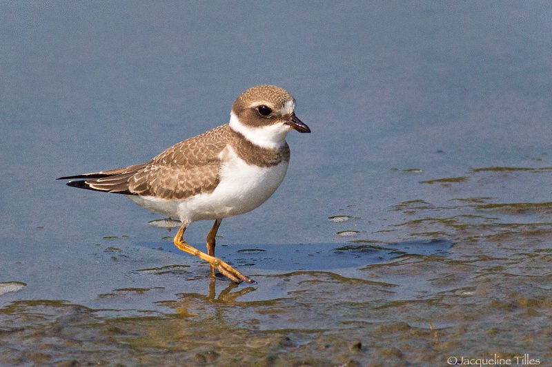 Semi-palmated Plover