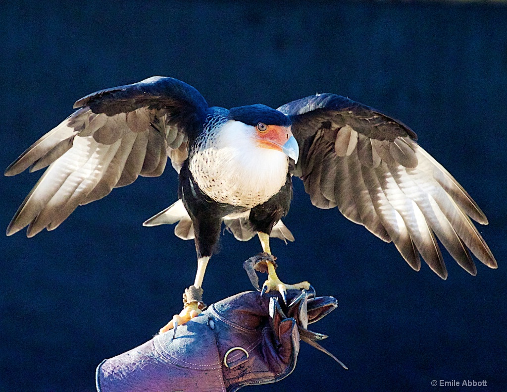 CRESTED CARACARA