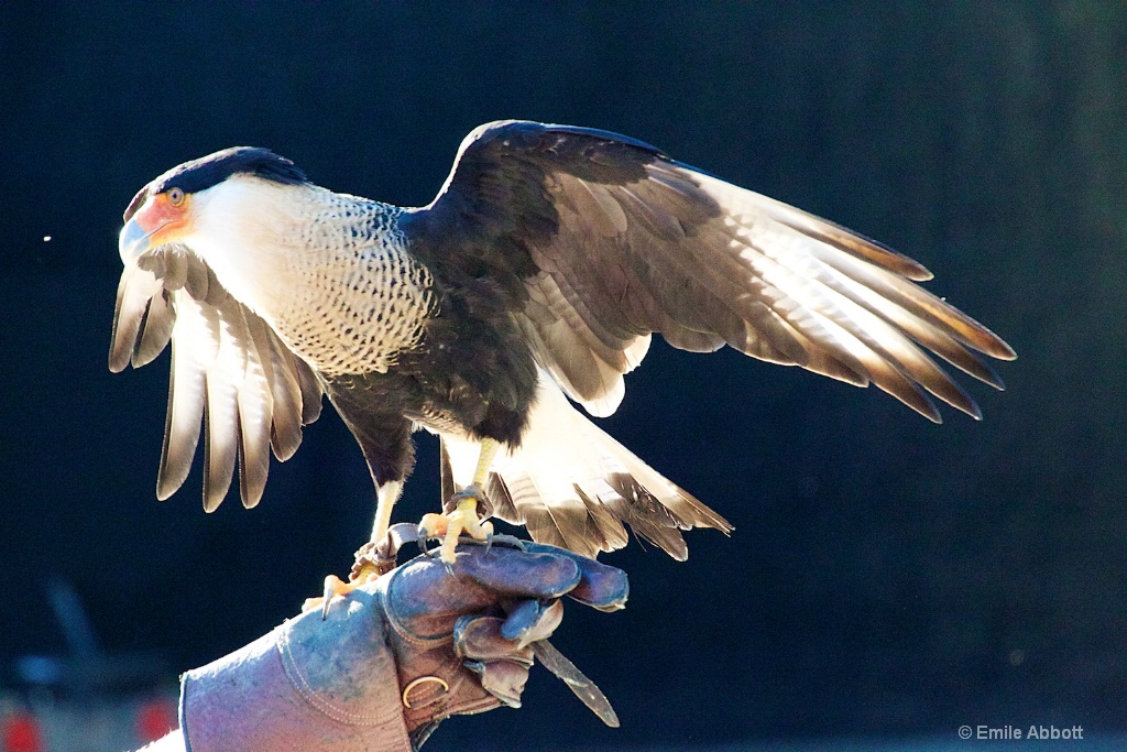 CRESTED CARACARA 2