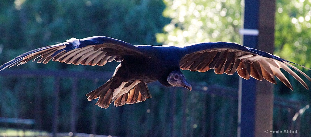 BLACK VULTURE