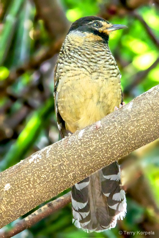 Spotted Laughing Thrush