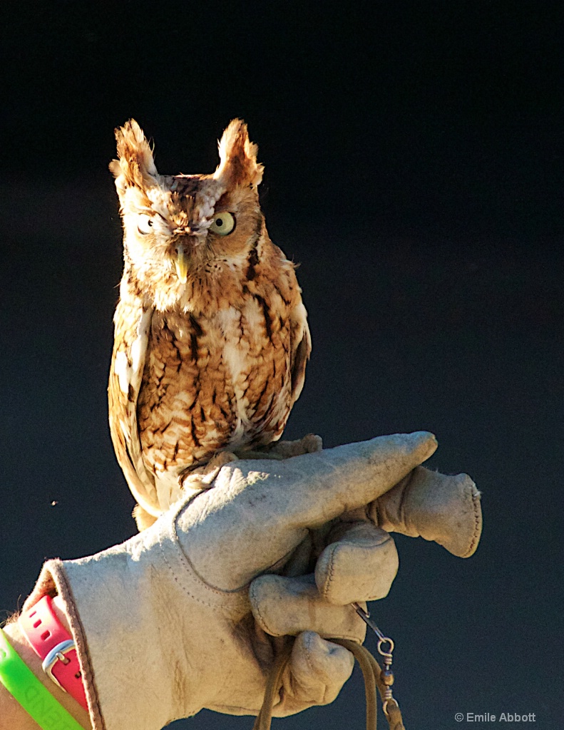 SCREECH OWL