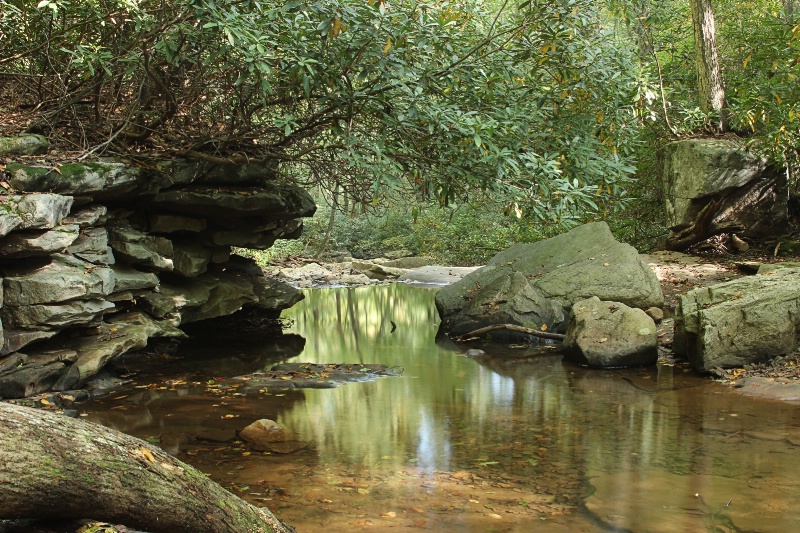 Forest Greens