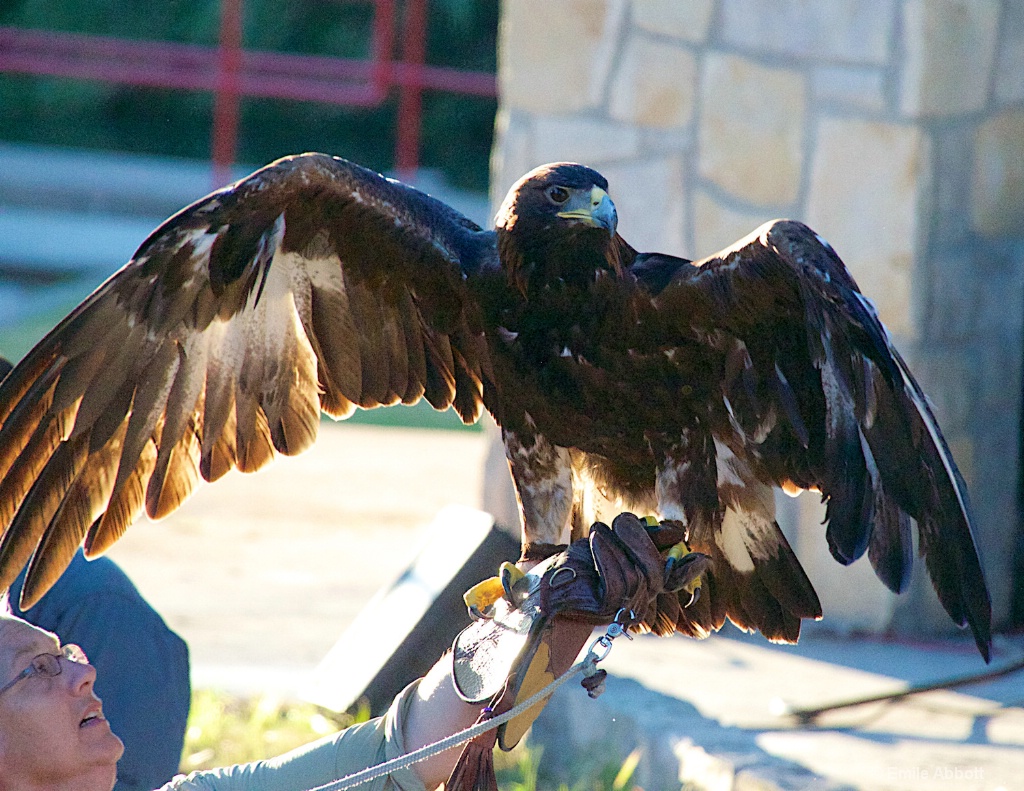 GOLDEN EAGLE