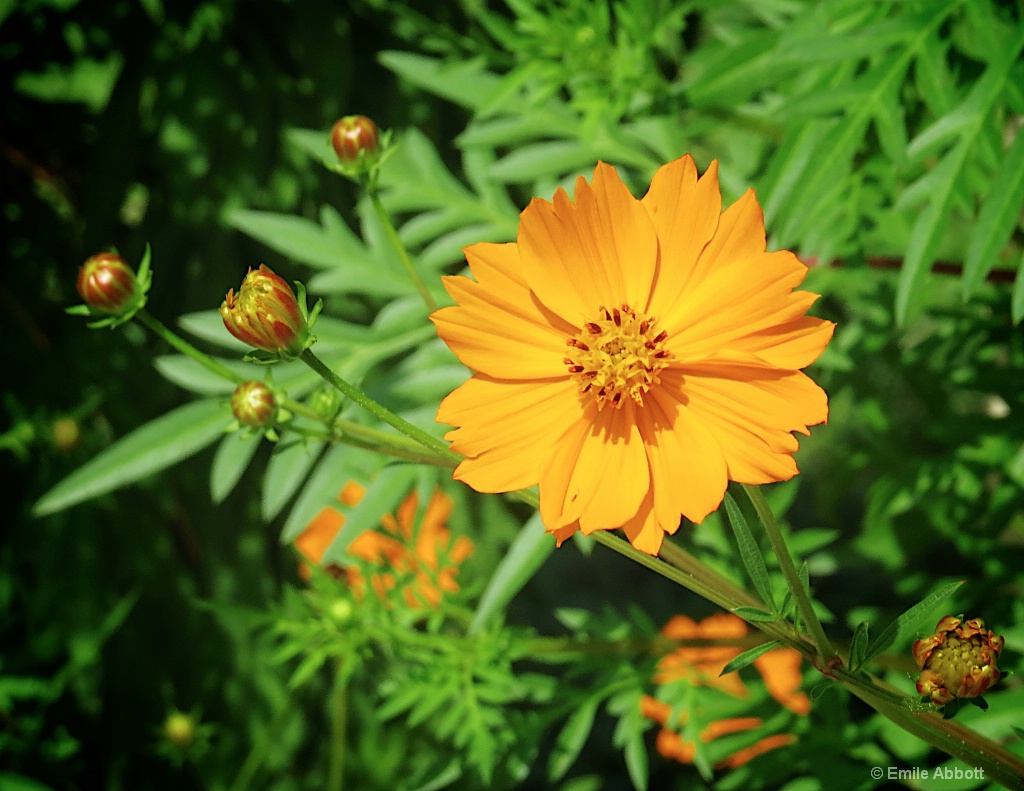 Flower and buds