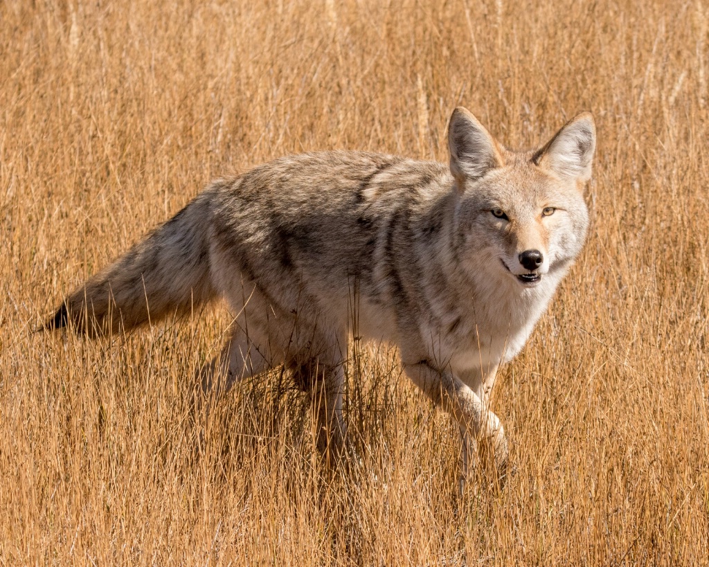 Roving Coyote