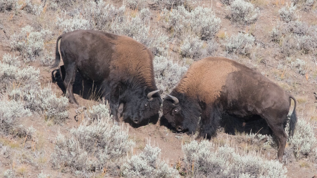 Bison Stand Off