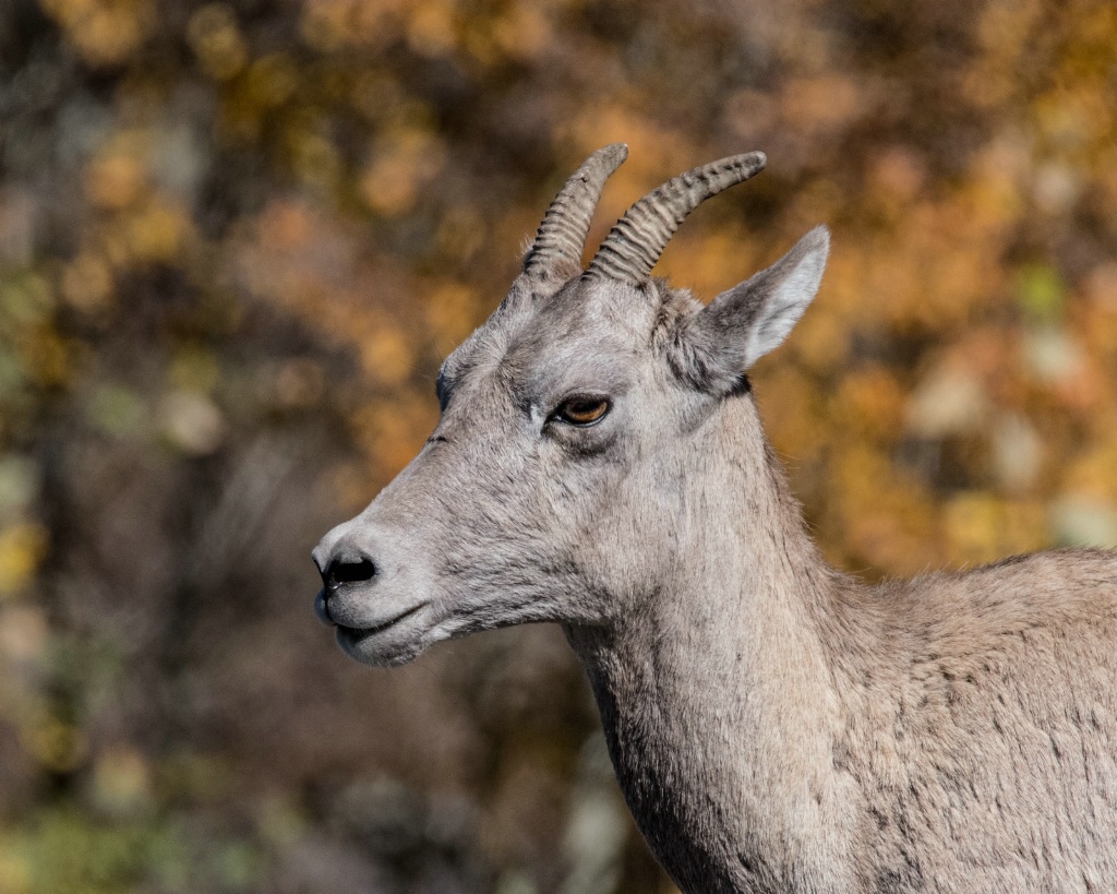 Young Big Horn Sheep