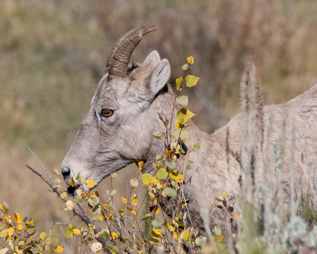 Young Big Horn Sheep