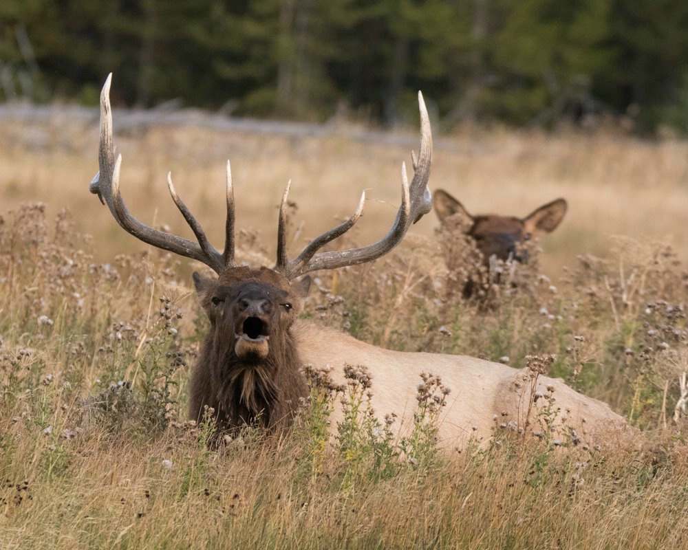 Bugling Elk