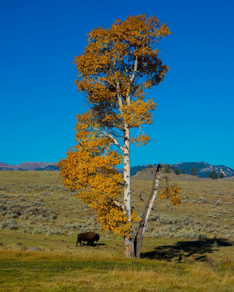 Fall in Lamar Valey