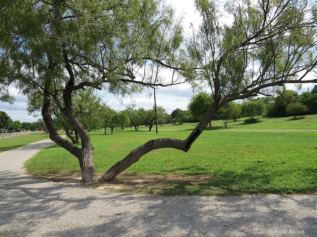 Tree  Shadows