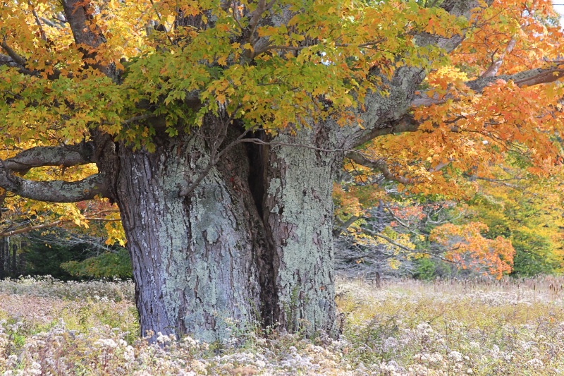 Grand Old Tree