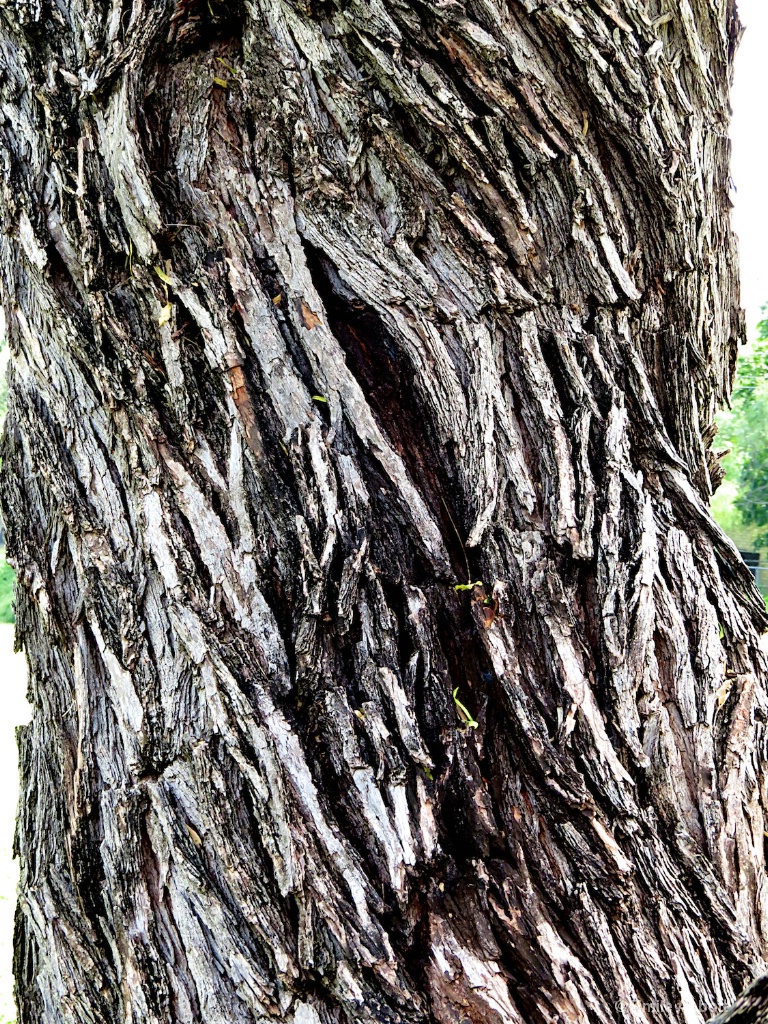 Tree Bark