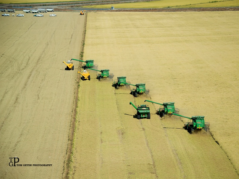 2016 Rice Harvest