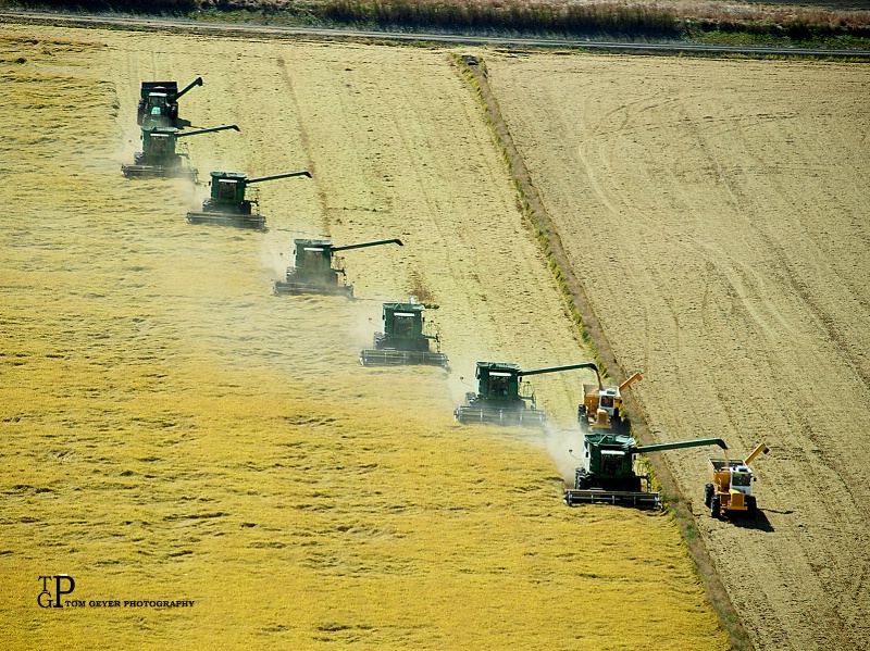 2016 Rice Harvest