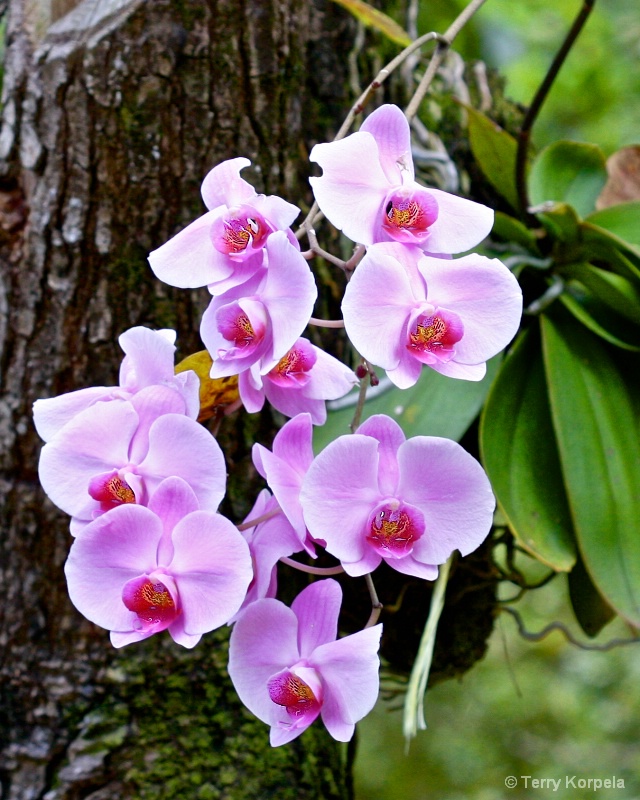 St. Lucia Botanical Garden