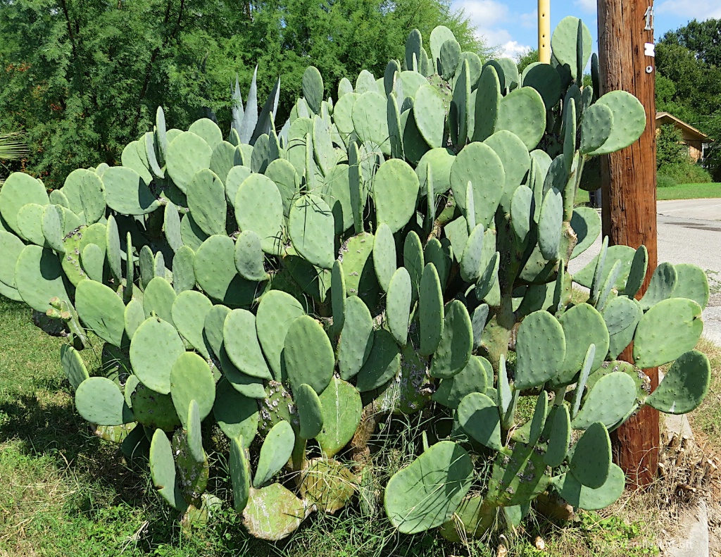 Smooth Prickly Pear