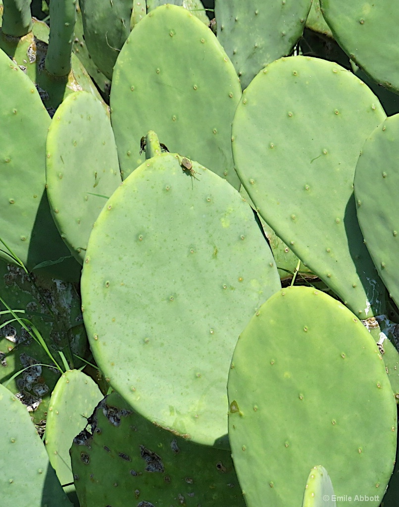 Macro Smooth Prickly Pear - Version 2